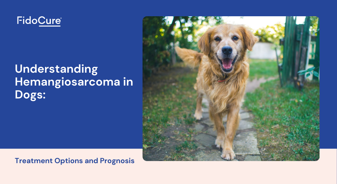 Understanding Hemangiosarcoma in Dogs: Treatment Options and Prognosis