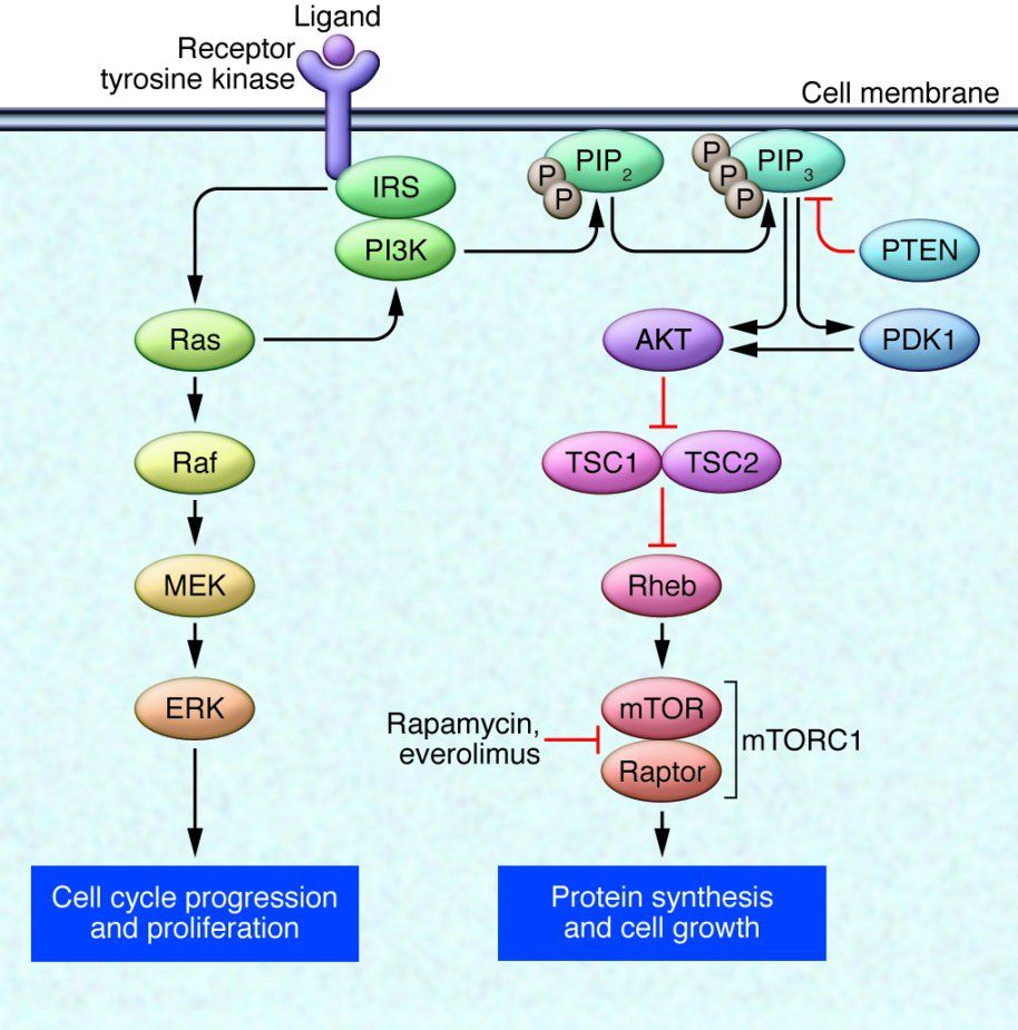 Receptor tyrosine kinases bind with ligand and initiate the signaling pathway via intermediate molecules (IRS). PI3K becomes activated, which results in phosphorylation of phosphatidylinositol 4,5-bisphosphate (PIP2) to phosphatidylinositol 3,4,5-trisphosphate (PIP3), a process that is reversed by PTEN. At the cell membrane, proteins with pleckstrin homology domains then become phosphorylated via PIP3 (phosphoinositide-dependent protein kinase–1 [PDK1] and AKT). PDK1 can also phosphorylate critical residues on AKT. The tumor suppressor complex of TSC1/TSC2 normally inhibits mTOR activation via Ras homolog enriched in brain (Rheb). Activated AKT prevents this inhibition, leading to activation of the mTOR/Raptor complex known as mTOR complex 1 (mTORC1). This complex can be inhibited by rapamycin and its analogs, including everolimus. Ultimately, mTORC1 leads to the activation of downstream proteins involved in the initiation of protein synthesis, resulting in cellular growth. Receptor tyrosine kinase activation also initiates MAPK pathway signaling, which leads to cell cycle progression and proliferation. MAPK pathway activation can also augment PI3K signaling. MEK, MAPK/ERK kinase. From: JCI The Journal of Clinical Investigation 